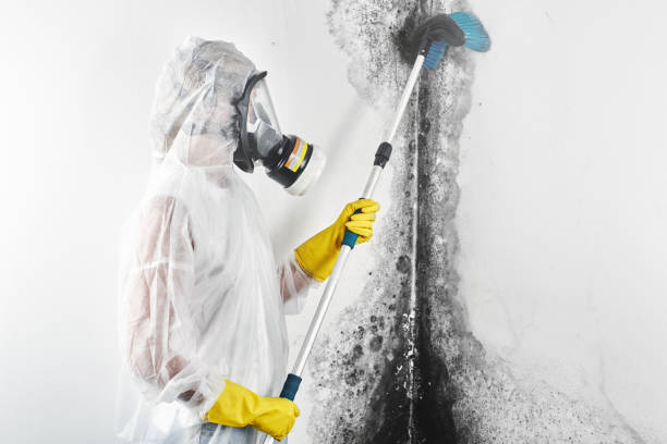 Best Black Mold Removal  in Conrad, MT