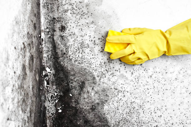 Best Industrial Mold Remediation  in Conrad, MT