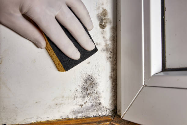 Best HVAC Mold Inspection and Cleaning  in Conrad, MT